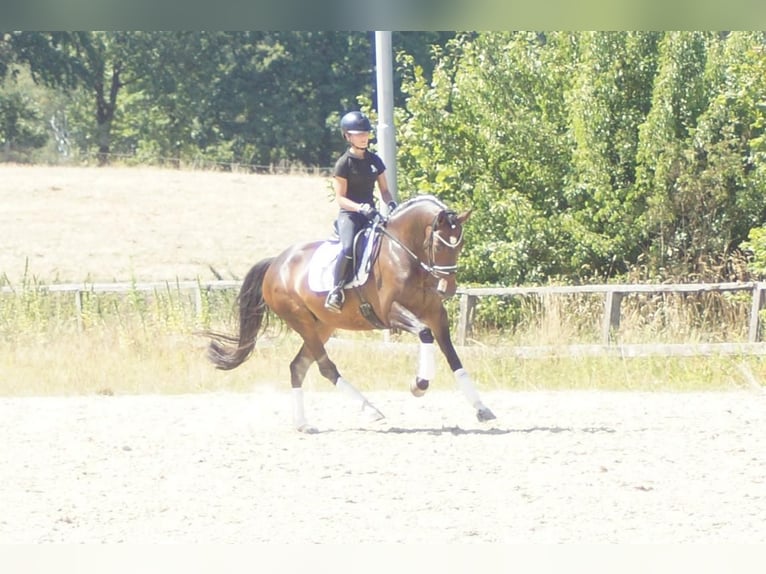 Koń westfalski Klacz 7 lat 165 cm Ciemnogniada in Iserlohn