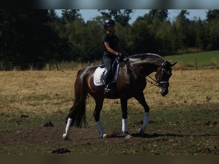 Koń westfalski Klacz 7 lat 165 cm Ciemnogniada in Iserlohn