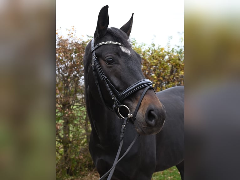 Koń westfalski Klacz 7 lat 165 cm Ciemnogniada in Karlsfeld