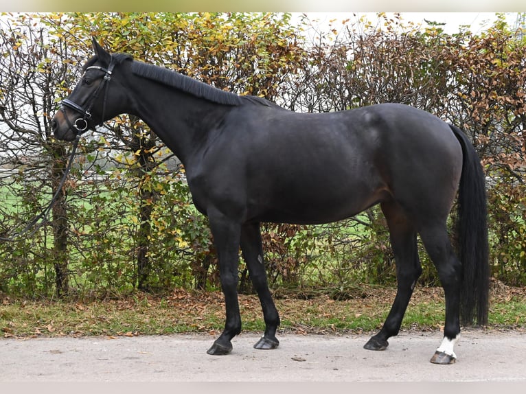 Koń westfalski Klacz 7 lat 165 cm Ciemnogniada in Karlsfeld