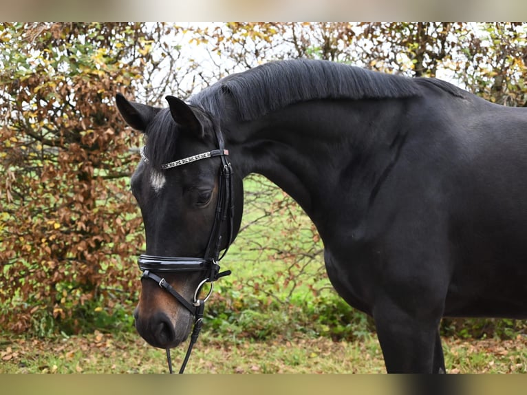 Koń westfalski Klacz 7 lat 165 cm Ciemnogniada in Karlsfeld