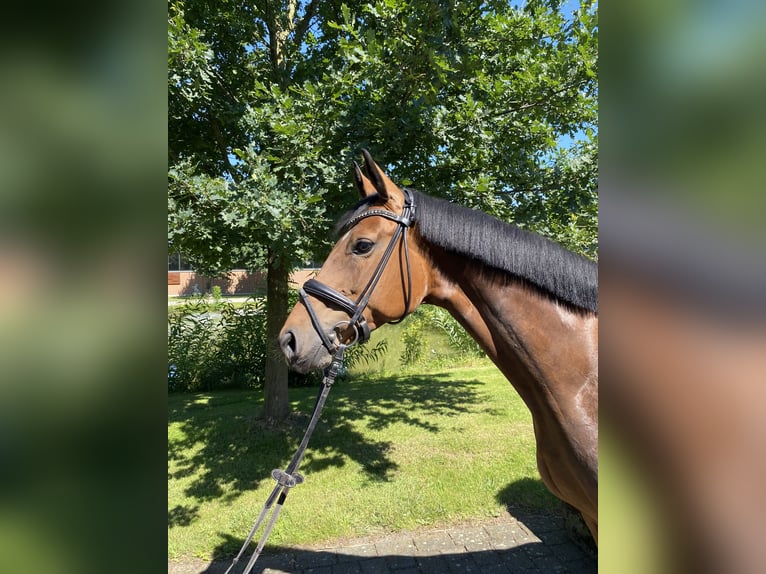 Koń westfalski Klacz 7 lat 165 cm Gniada in Altenberge