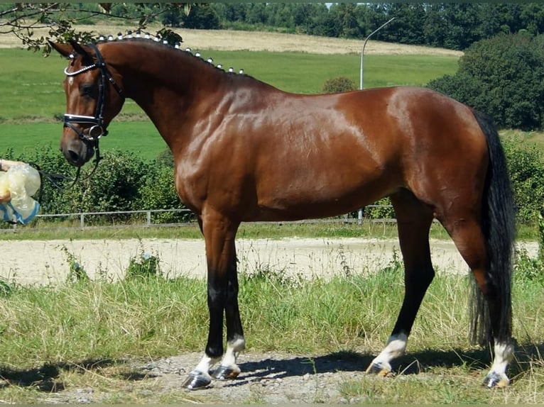 Koń westfalski Klacz 7 lat 165 cm Gniada in Iserlohn