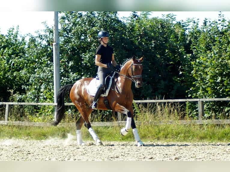 Koń westfalski Klacz 7 lat 165 cm Gniada in Iserlohn