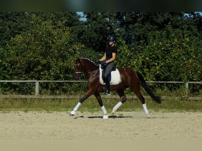 Koń westfalski Klacz 7 lat 165 cm Gniada in Iserlohn