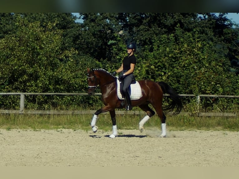 Koń westfalski Klacz 7 lat 165 cm Gniada in Iserlohn