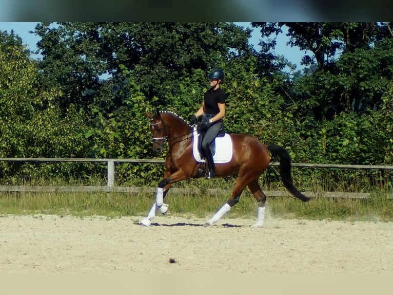 Koń westfalski Klacz 7 lat 165 cm Gniada in Iserlohn