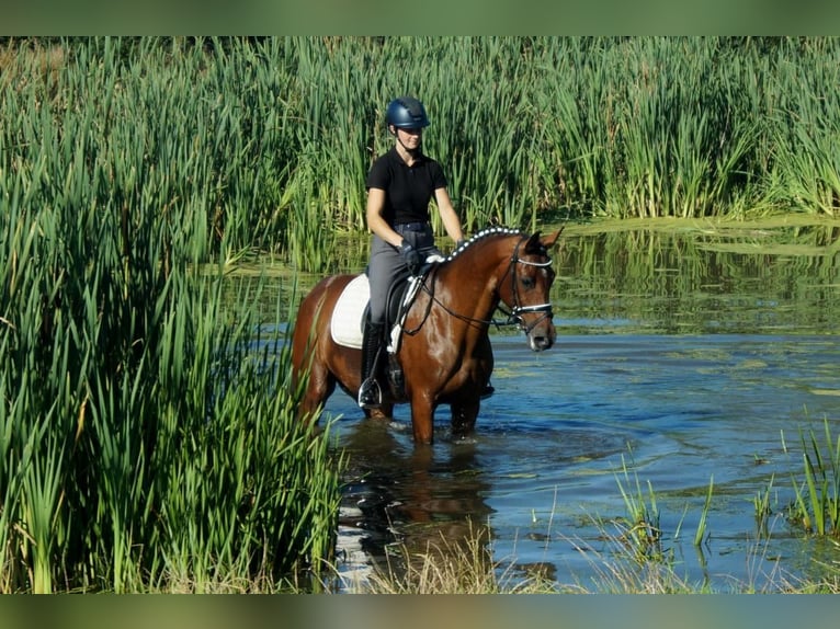 Koń westfalski Klacz 7 lat 165 cm Gniada in Iserlohn