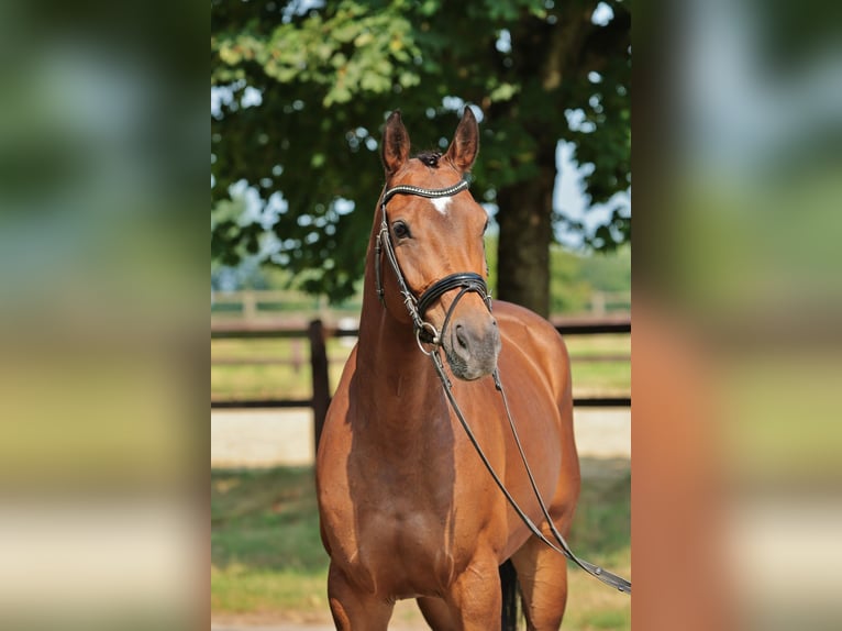 Koń westfalski Klacz 7 lat 165 cm Gniada in Saerbeck