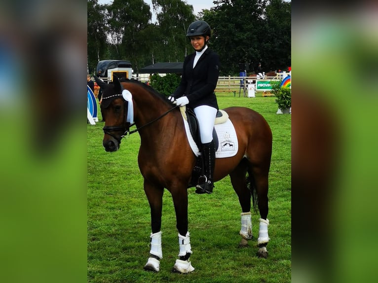 Koń westfalski Klacz 7 lat 165 cm Gniada in Saerbeck