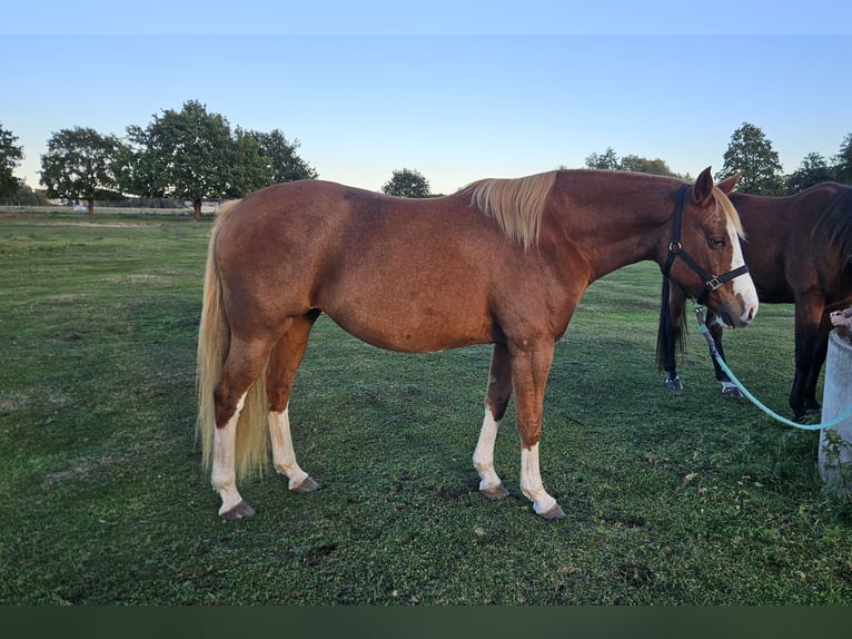 Koń westfalski Klacz 7 lat 165 cm Kasztanowata in bensdorf