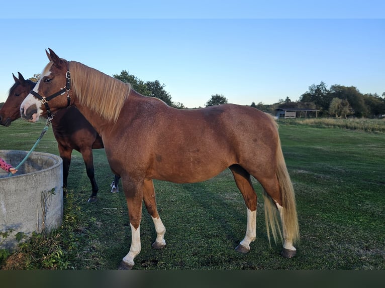 Koń westfalski Klacz 7 lat 165 cm Kasztanowata in bensdorf