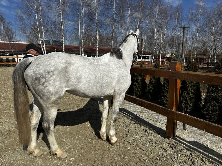 Koń westfalski Klacz 7 lat 165 cm Siwa w hreczce in Dej, Cluj