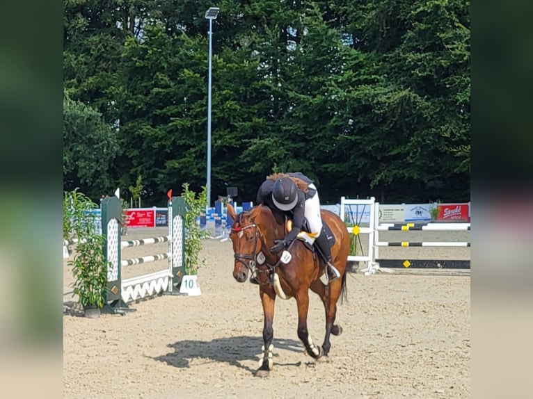 Koń westfalski Klacz 7 lat 166 cm Gniada in Löningen