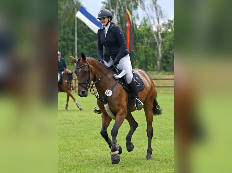 Koń westfalski Klacz 7 lat 166 cm Gniada in Löningen