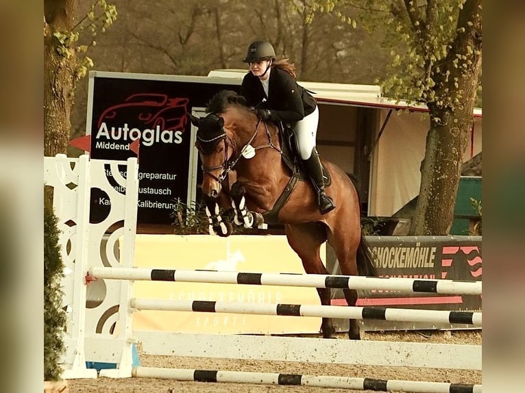 Koń westfalski Klacz 7 lat 166 cm Gniada in Löningen