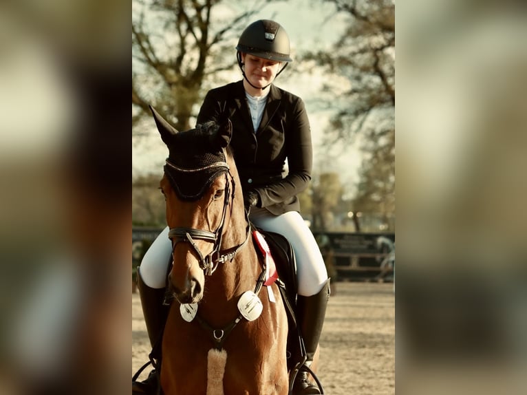 Koń westfalski Klacz 7 lat 166 cm Gniada in Löningen