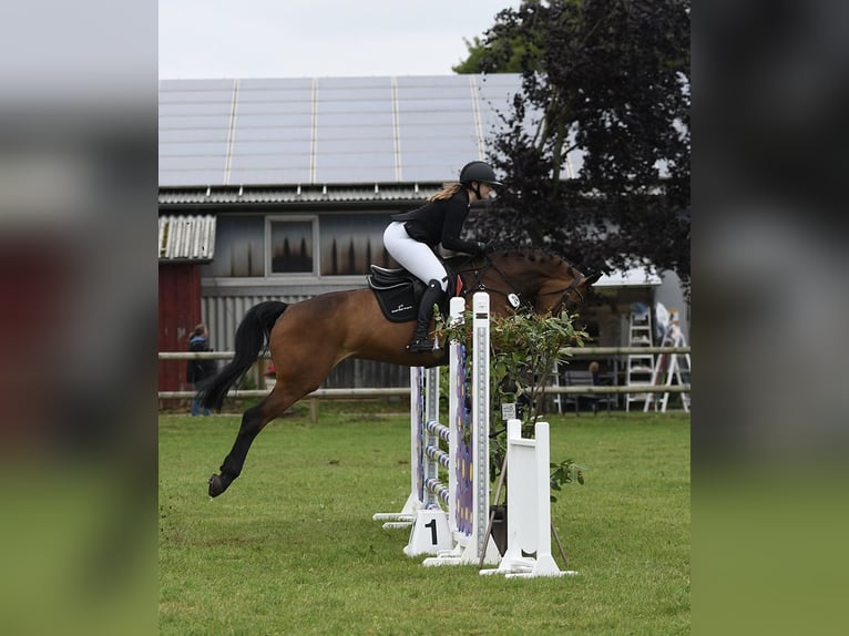 Koń westfalski Klacz 7 lat 166 cm Gniada in Löningen