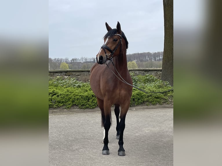 Koń westfalski Klacz 7 lat 166 cm Gniada in Ibbenbüren