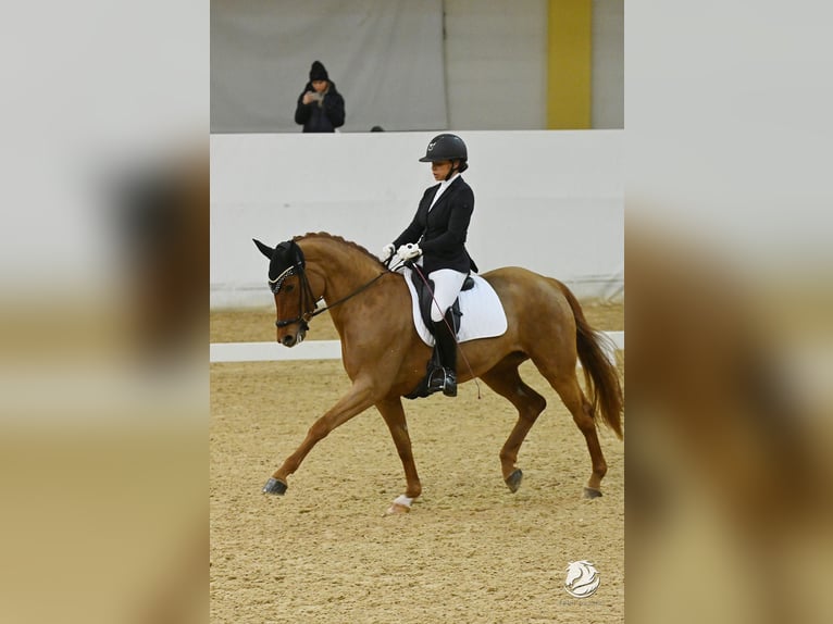 Koń westfalski Klacz 7 lat 166 cm Kasztanowata in Oberderdingen