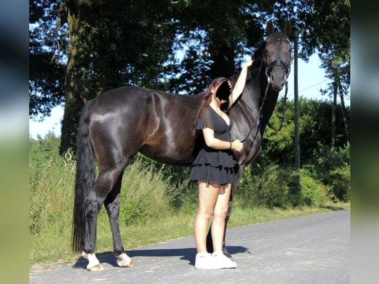 Koń westfalski Klacz 7 lat 166 cm Skarogniada in M&#xFC;nster