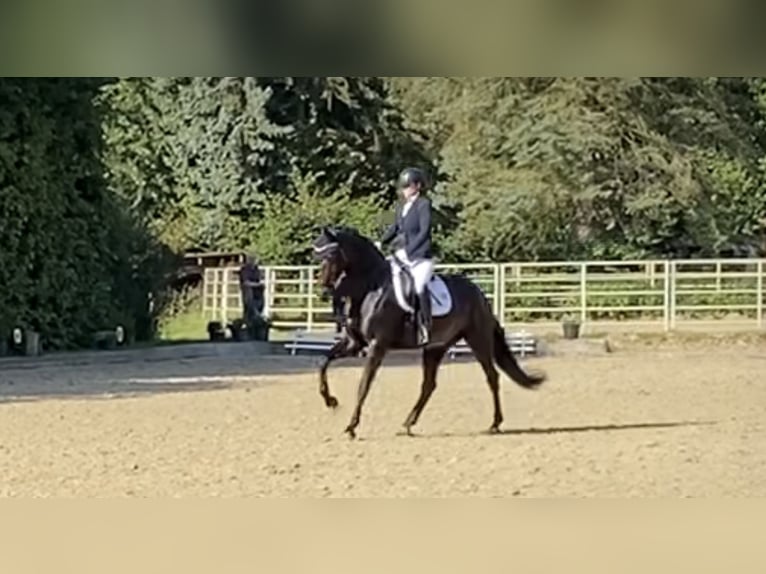 Koń westfalski Klacz 7 lat 167 cm Ciemnogniada in Haltern am See