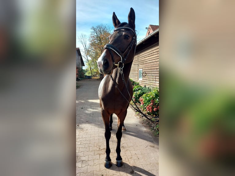 Koń westfalski Klacz 7 lat 167 cm Gniada in Minden