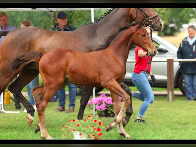 Koń westfalski Klacz 7 lat 167 cm Gniada in Minden