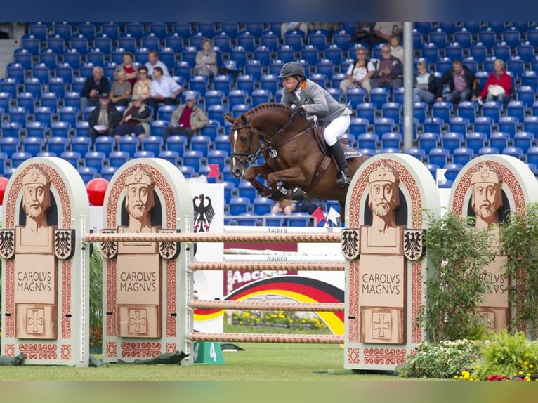 Koń westfalski Klacz 7 lat 167 cm Gniada in Minden