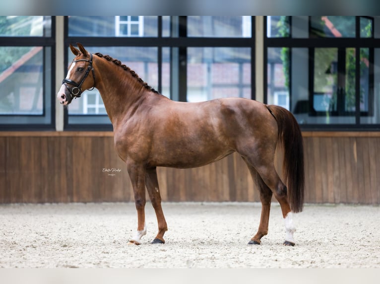 Koń westfalski Klacz 7 lat 167 cm Kasztanowata in Hörstel