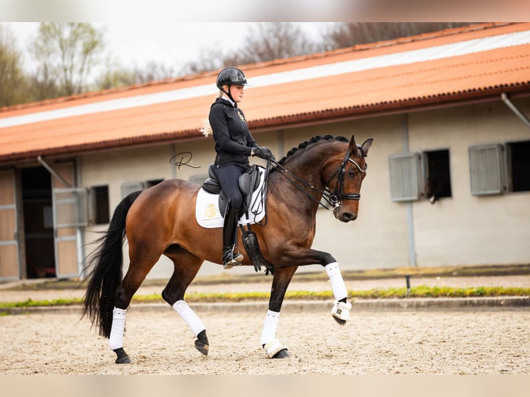 Koń westfalski Klacz 7 lat 168 cm Ciemnogniada in Aalsmeer