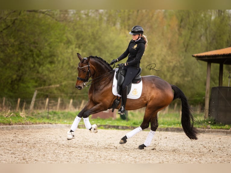 Koń westfalski Klacz 7 lat 168 cm Ciemnogniada in Aalsmeer