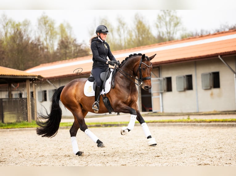 Koń westfalski Klacz 7 lat 168 cm Ciemnogniada in Aalsmeer