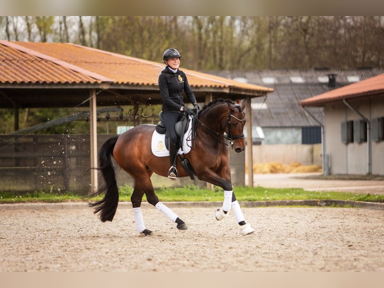 Koń westfalski Klacz 7 lat 168 cm Ciemnogniada in Aalsmeer