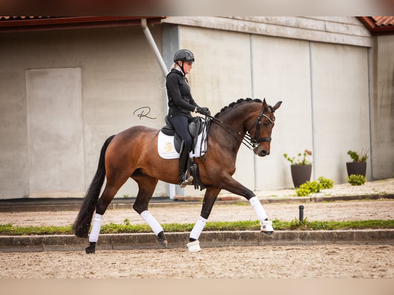 Koń westfalski Klacz 7 lat 168 cm Ciemnogniada in Aalsmeer