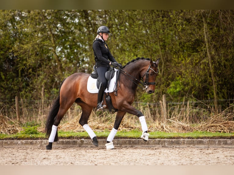 Koń westfalski Klacz 7 lat 168 cm Ciemnogniada in Aalsmeer