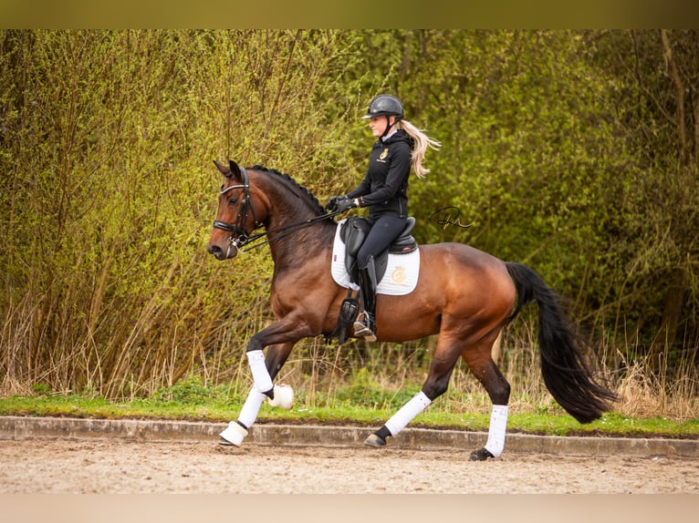 Koń westfalski Klacz 7 lat 168 cm Ciemnogniada in Aalsmeer