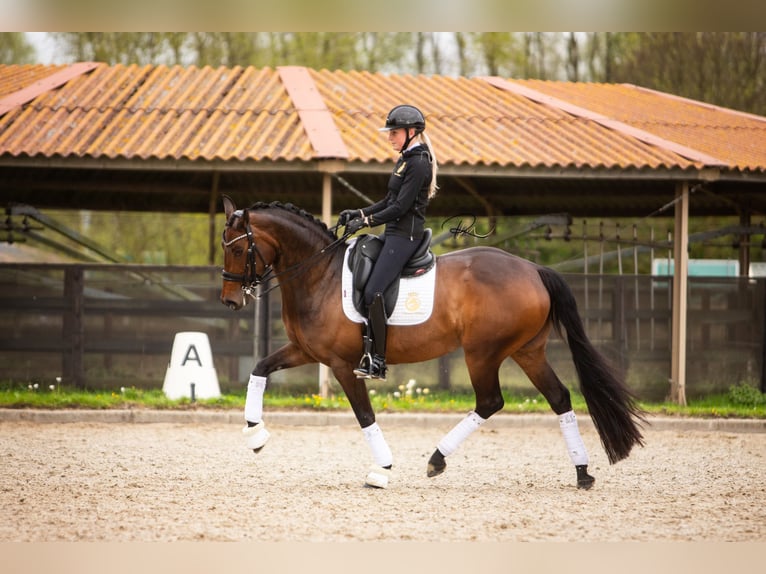 Koń westfalski Klacz 7 lat 168 cm Ciemnogniada in Aalsmeer