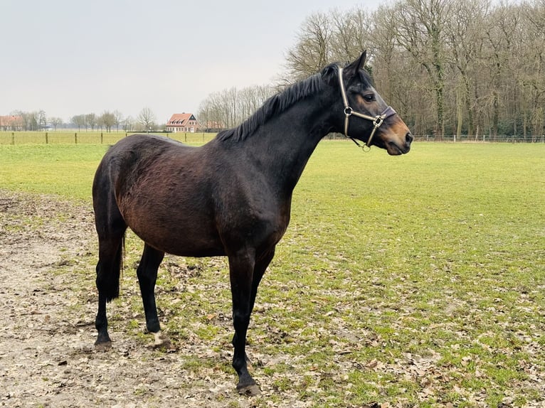 Koń westfalski Klacz 7 lat 168 cm Gniada in Ascheberg