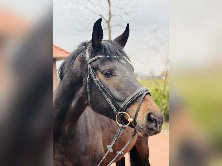 Koń westfalski Klacz 7 lat 168 cm Gniada in Ascheberg