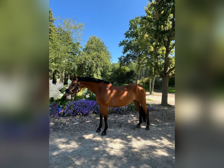 Koń westfalski Klacz 7 lat 168 cm Gniada in Darmstadt
