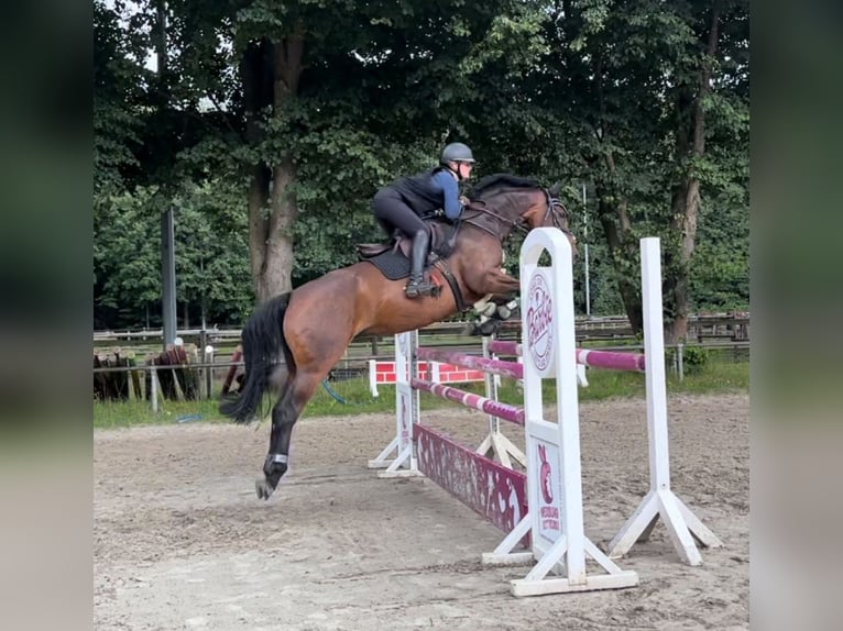 Koń westfalski Klacz 7 lat 168 cm Gniada in Paderborn