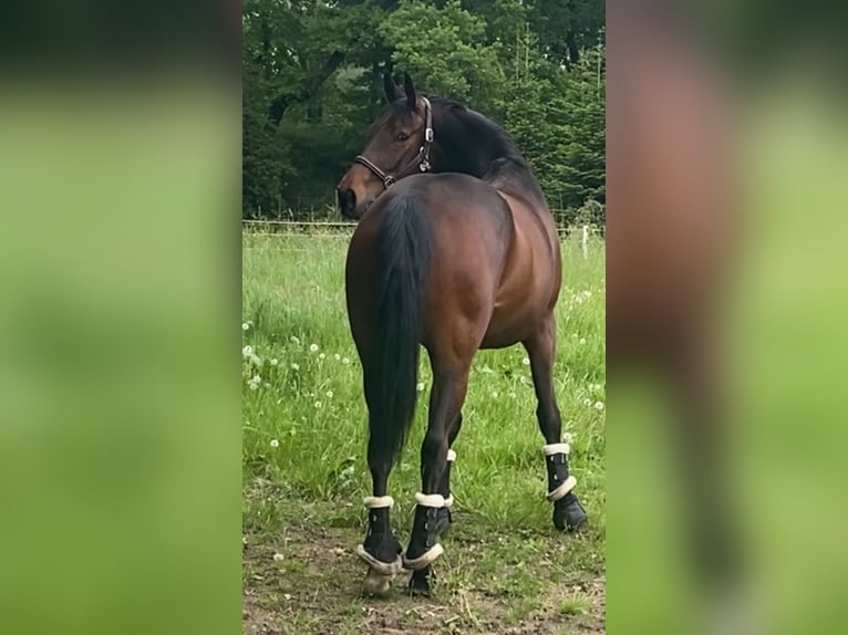 Koń westfalski Klacz 7 lat 168 cm Gniada in Paderborn