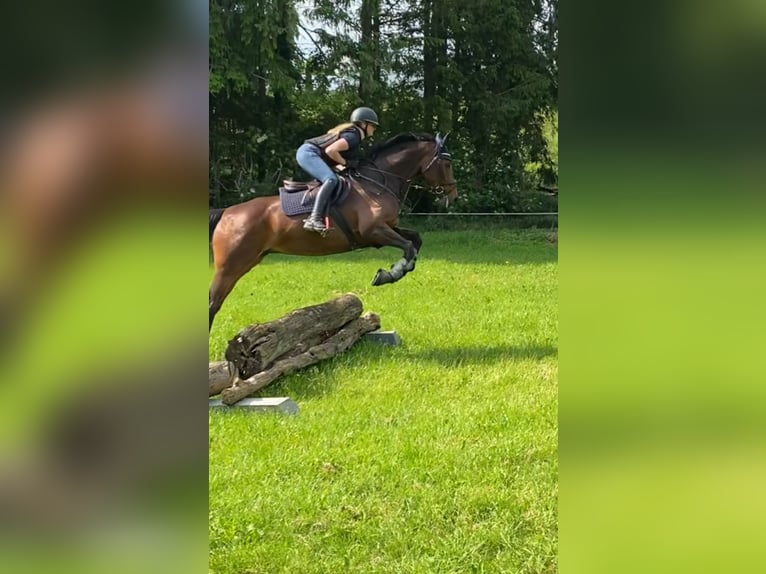 Koń westfalski Klacz 7 lat 168 cm Gniada in Paderborn