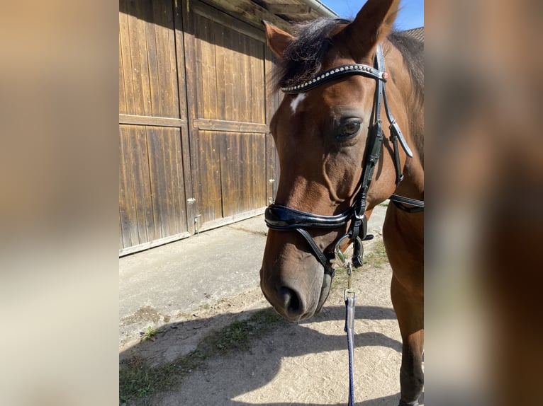 Koń westfalski Klacz 7 lat 168 cm Gniada in Straubing