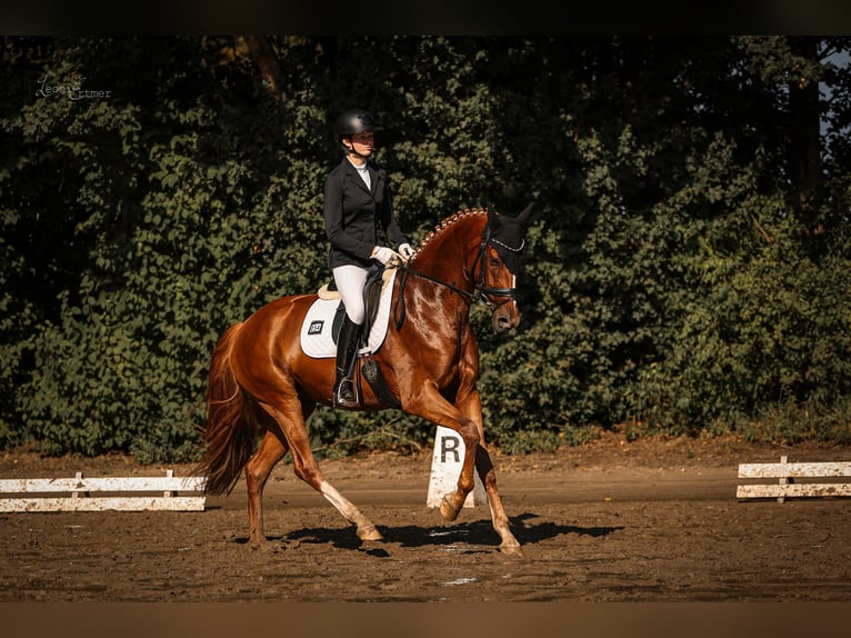Koń westfalski Klacz 7 lat 168 cm Kasztanowata in Viersen