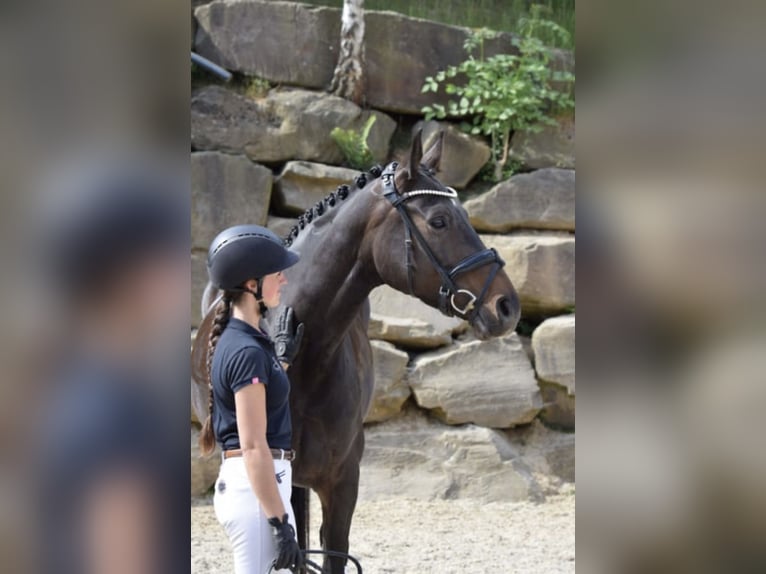 Koń westfalski Klacz 7 lat 168 cm in Lindlar