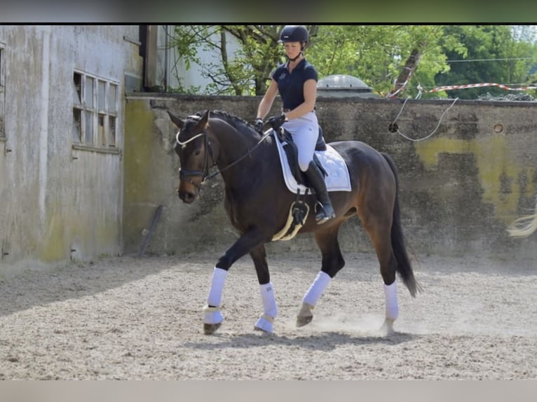 Koń westfalski Klacz 7 lat 168 cm in Lindlar