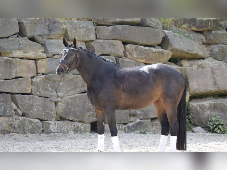 Koń westfalski Klacz 7 lat 168 cm in Lindlar