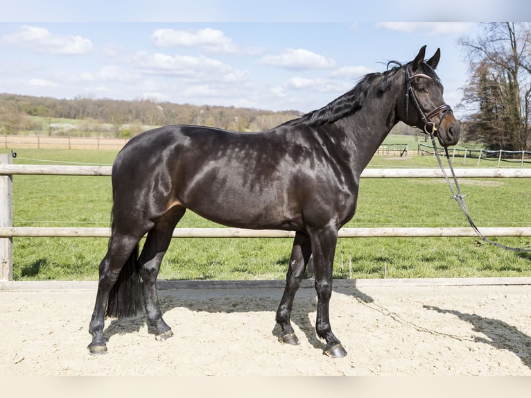 Koń westfalski Klacz 7 lat 170 cm Ciemnogniada in Lünen